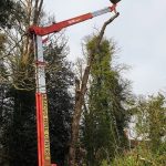 Tree removal